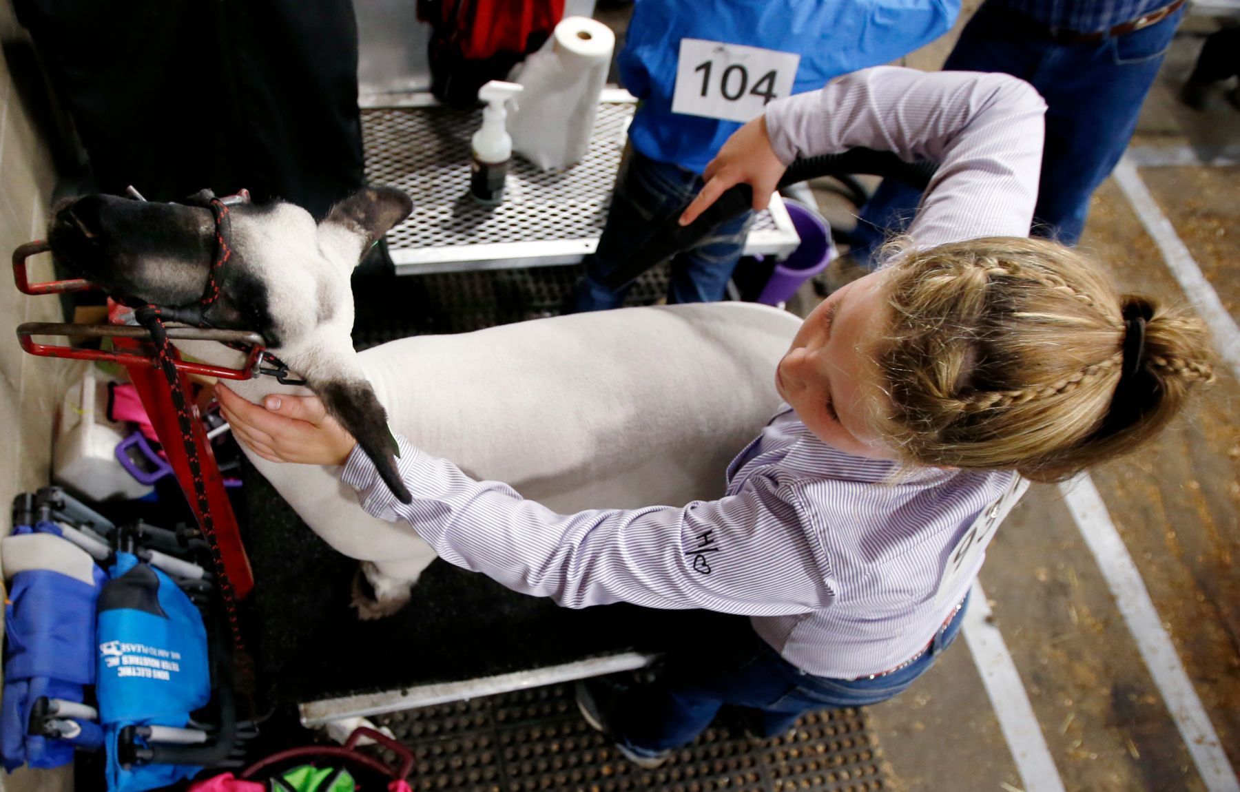 MontanaFair livestock